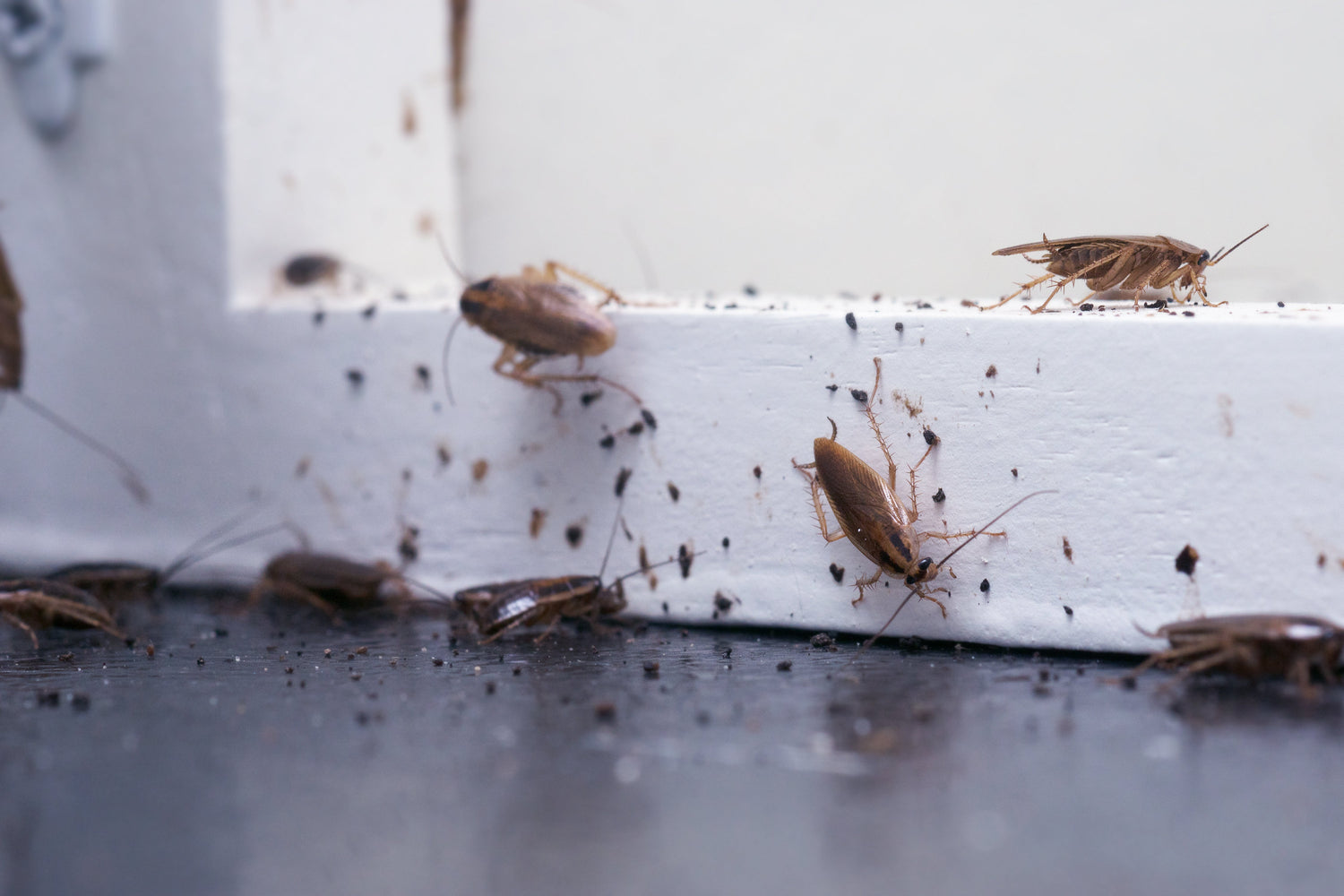 Cockroach pest infestation inside a home
