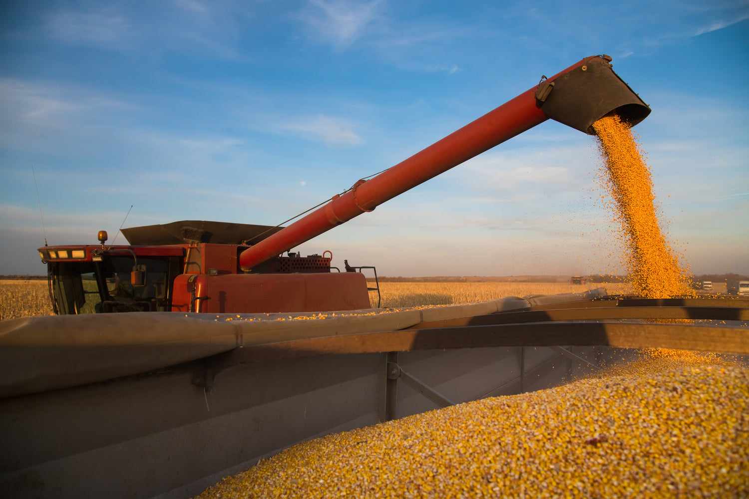 Grain protectants help protect against insects