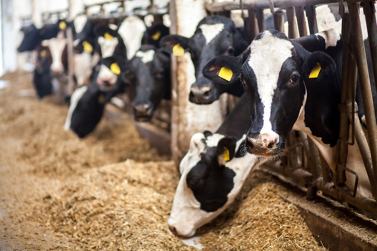 Protect Animal Feed
