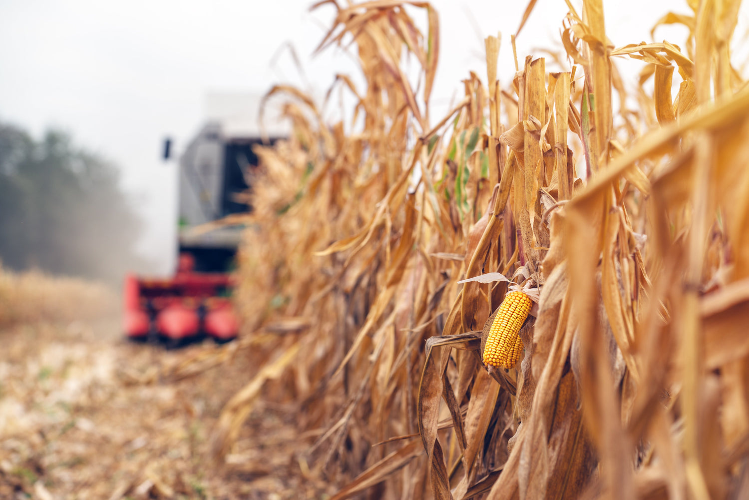 Corn Harvest Season