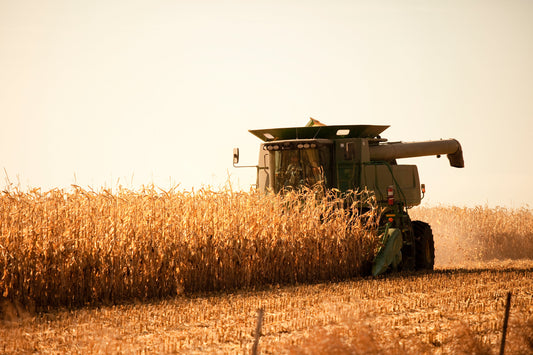 Corn