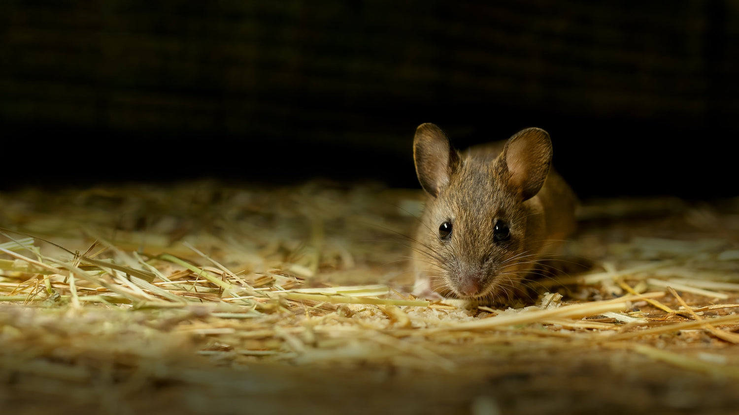 Cold Weather Drives Rodents In