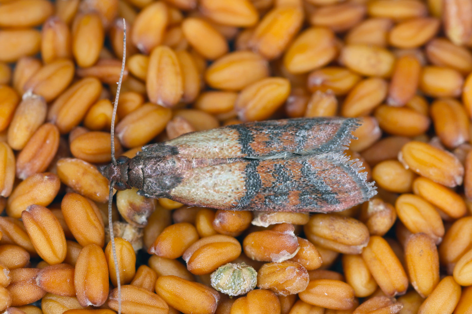 Protect Stored Wheat