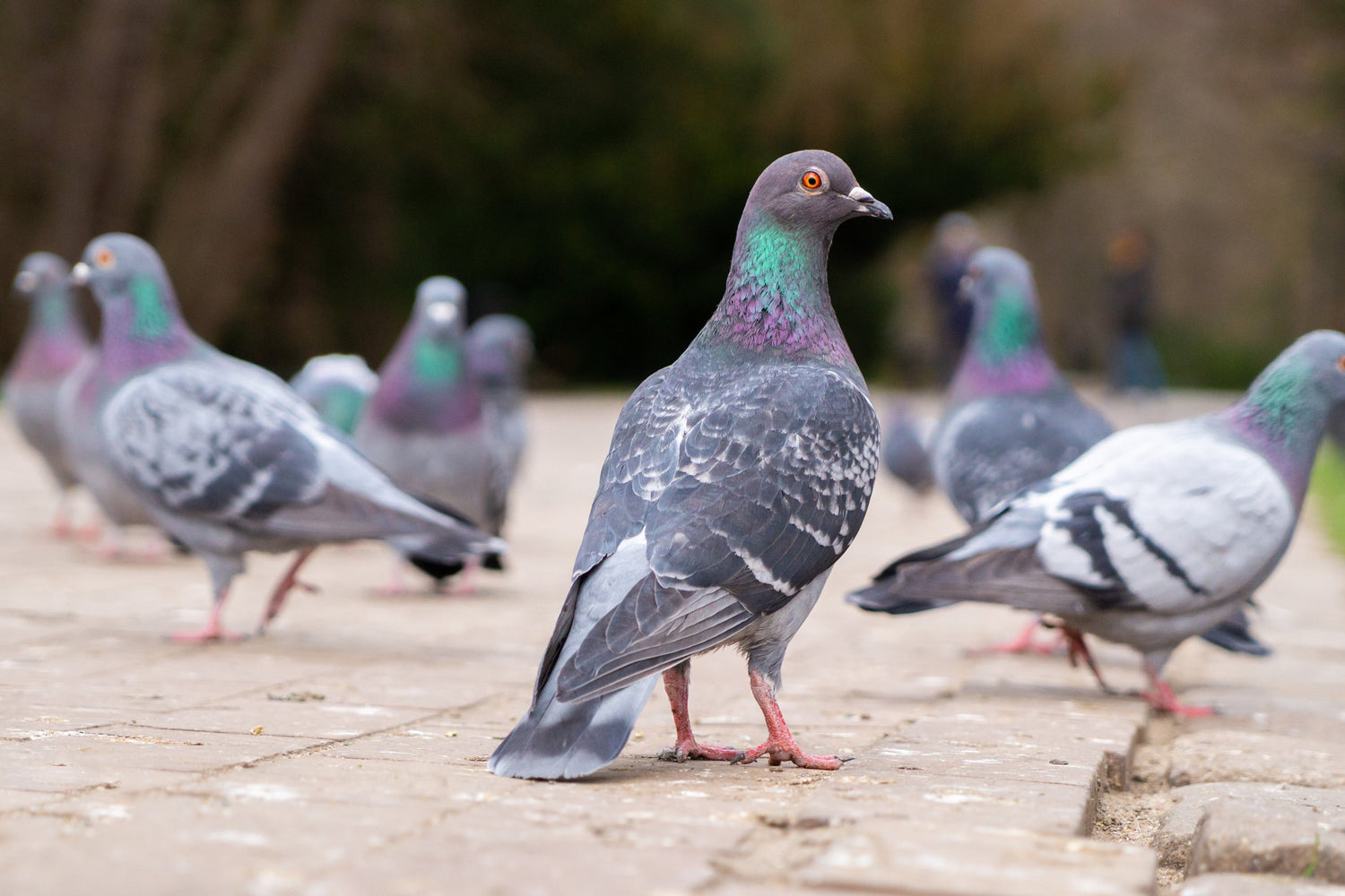 Birds