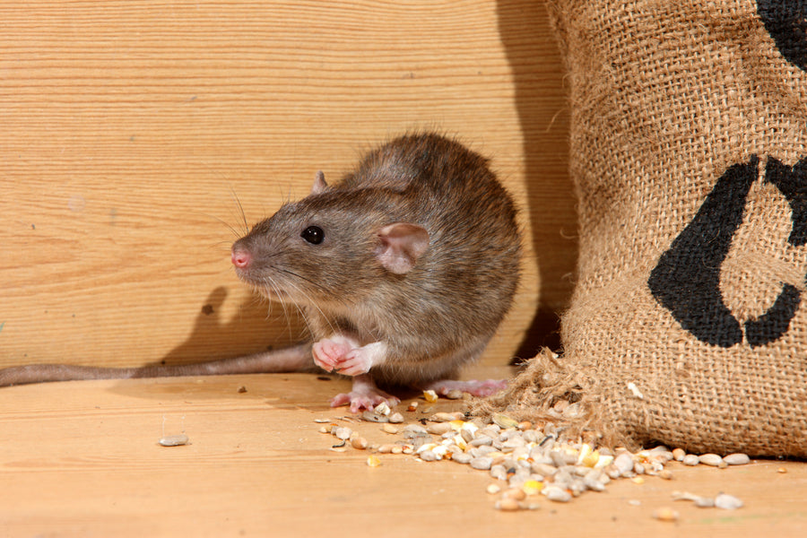 Rodents
