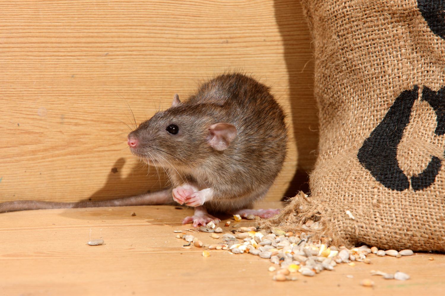 Rodents