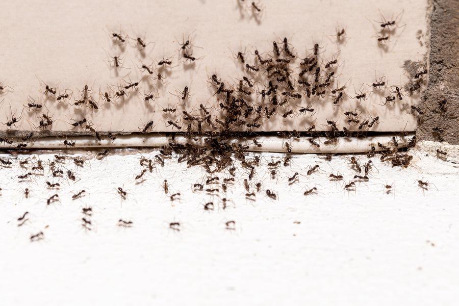 Ants