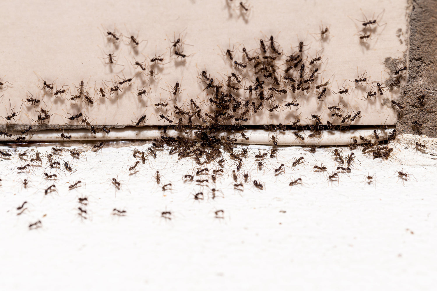 Ants