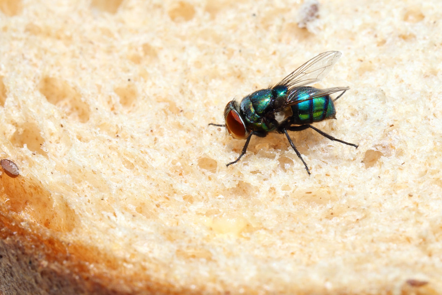 Flies