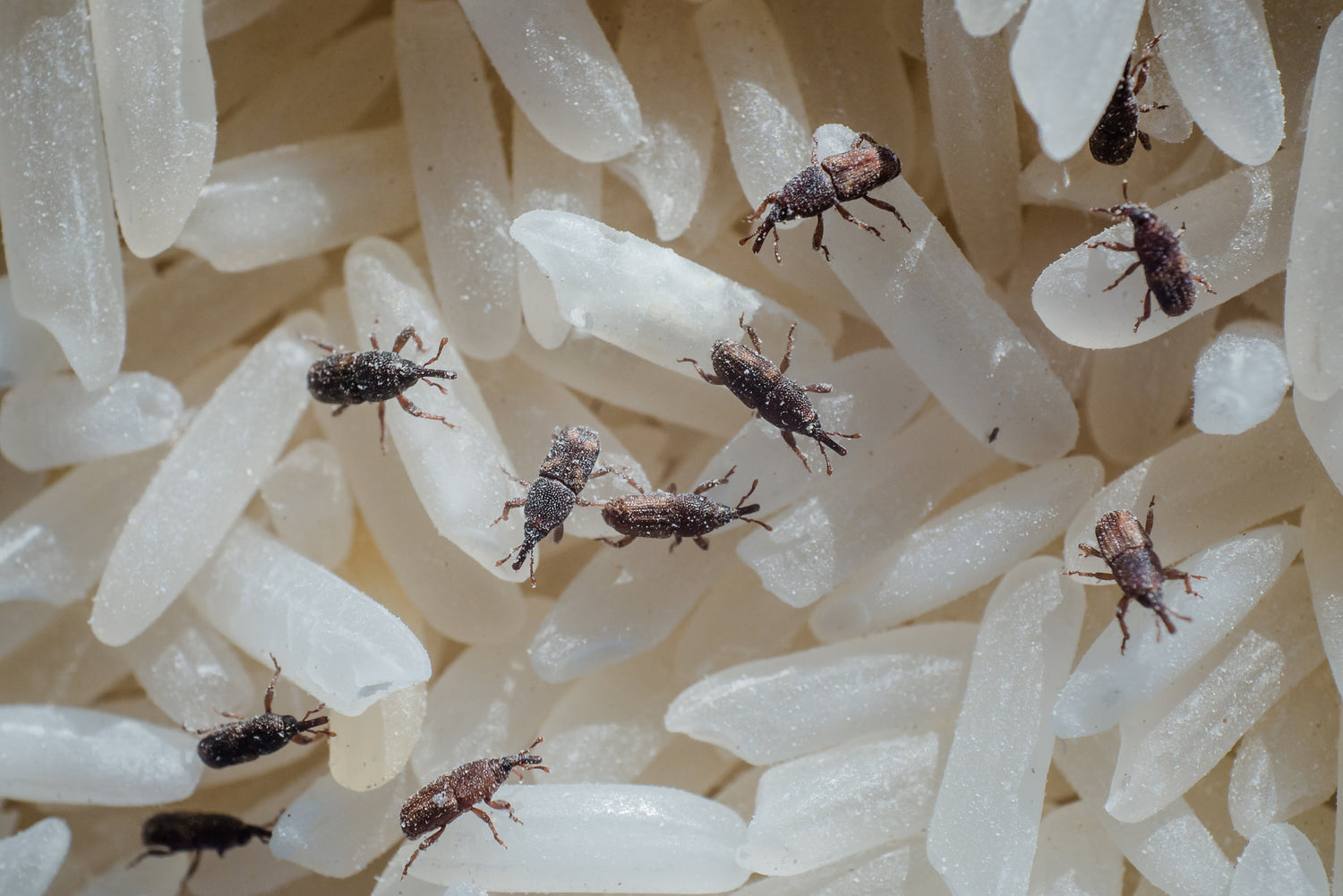 Protect Stored Rice