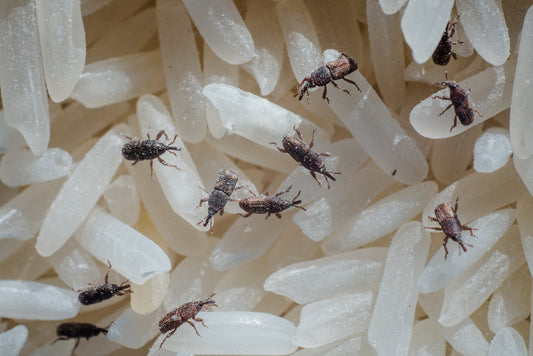 Rice