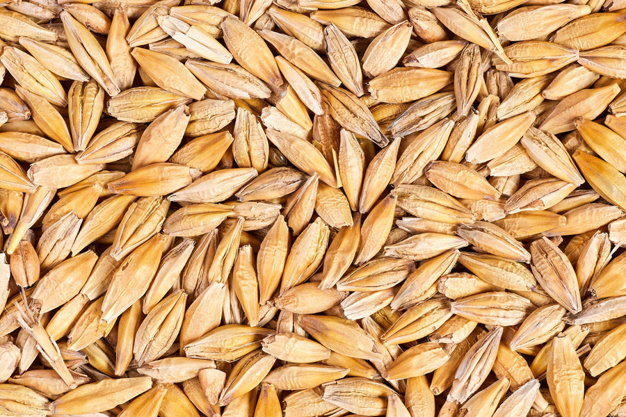 Barley