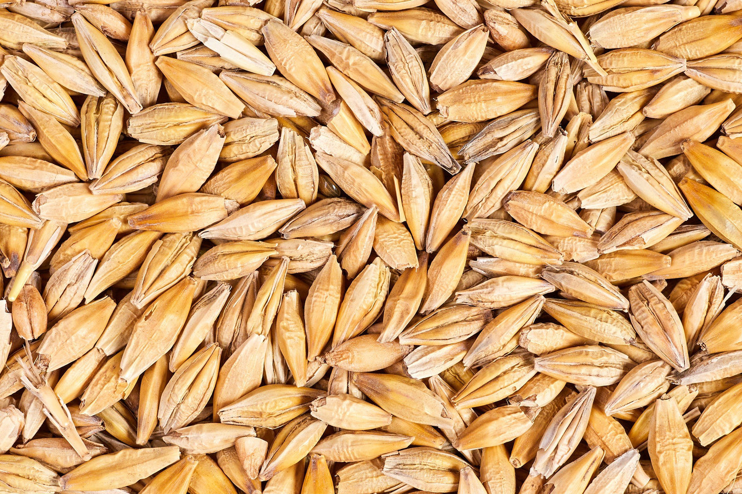 Harvested barley grain