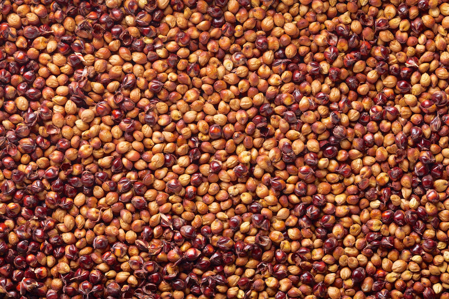 Sorghum