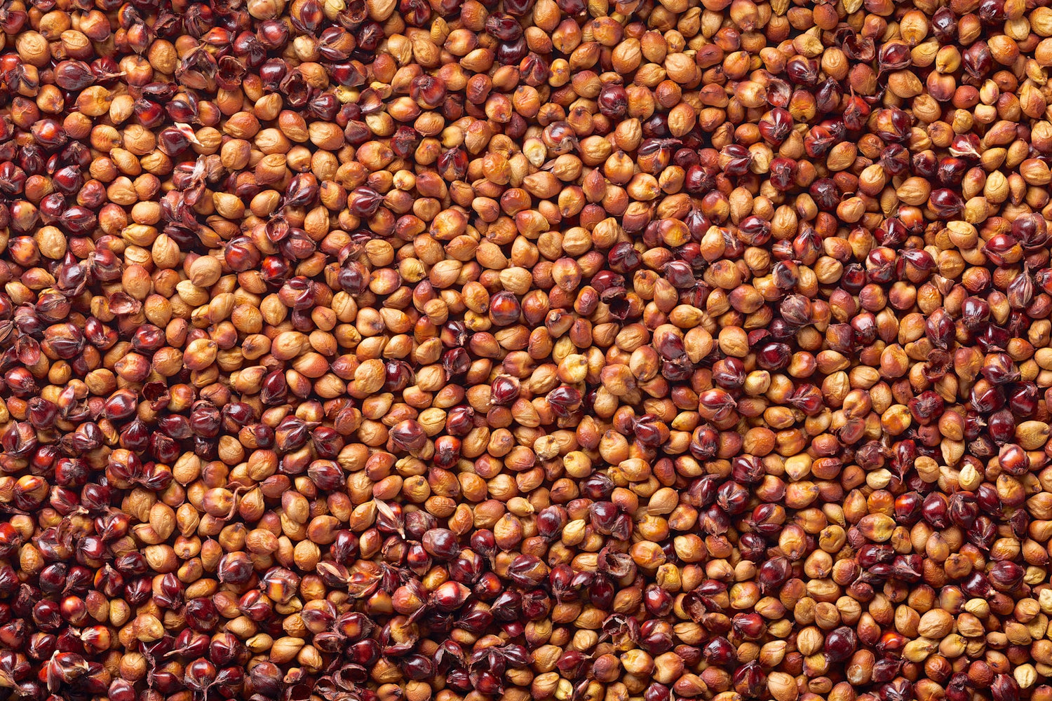Harvested grain sorghum (milo) seed