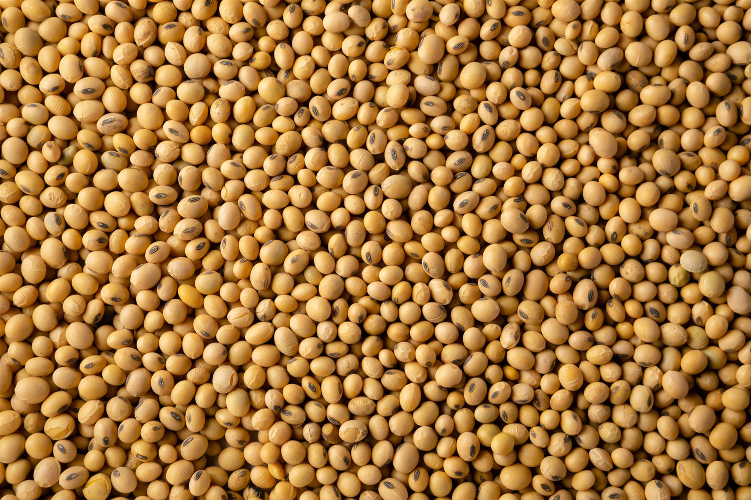 Harvested soybeans