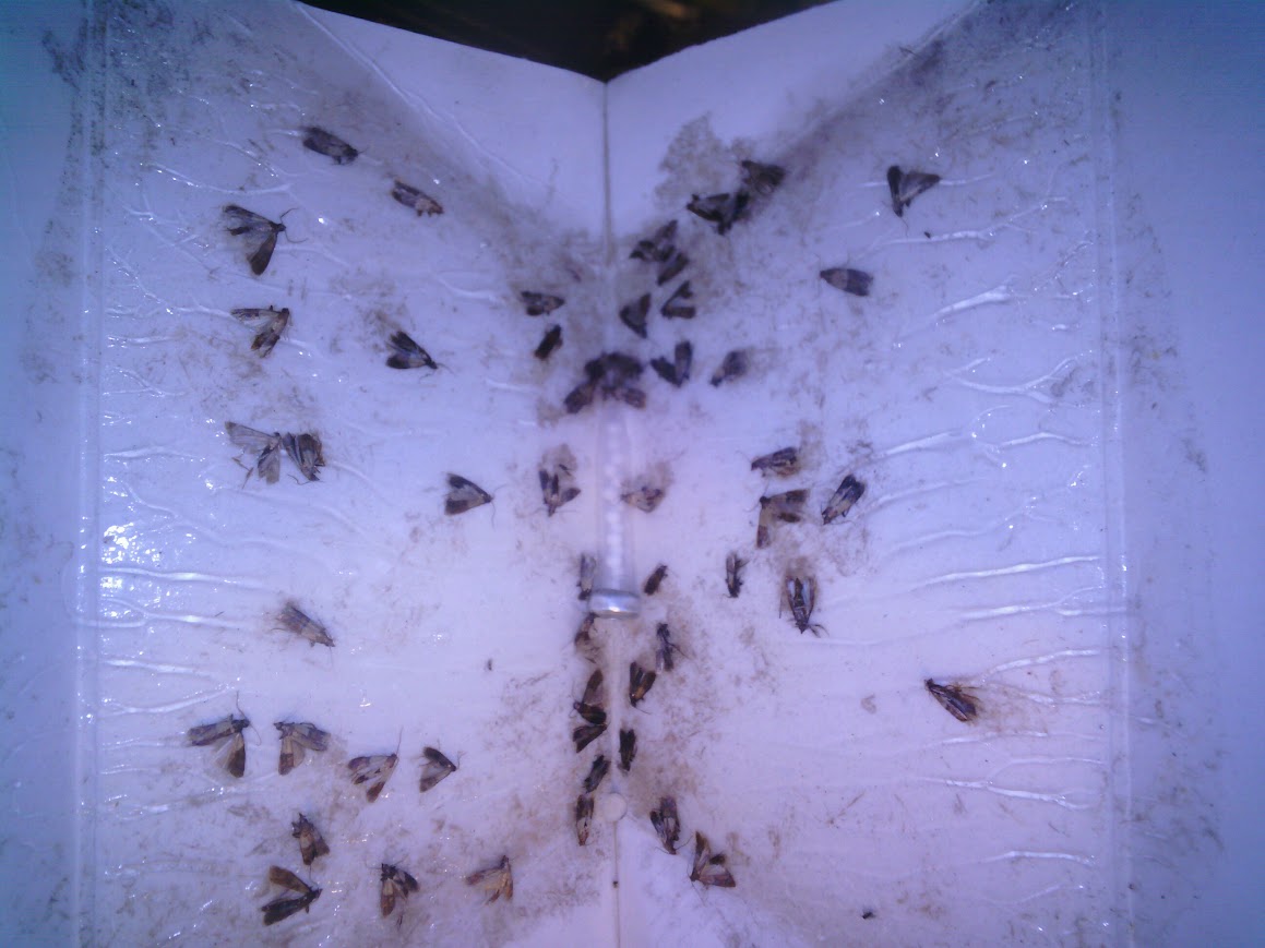 Indian meal moths captured on pheromone sticky trap