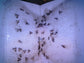 Indian meal moths captured on pheromone sticky trap