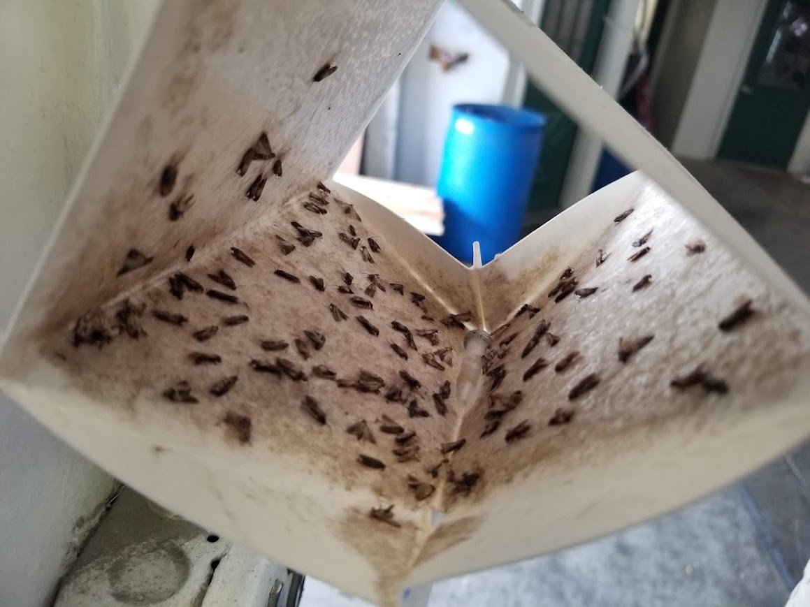 Food moths caught on Indian meal moth pheromone trap