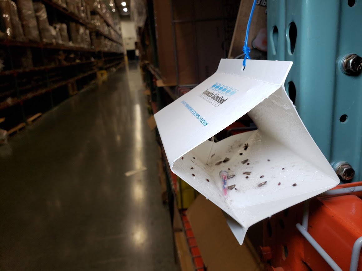 Indian meal moths captured on PTL multi-species pheromone trap