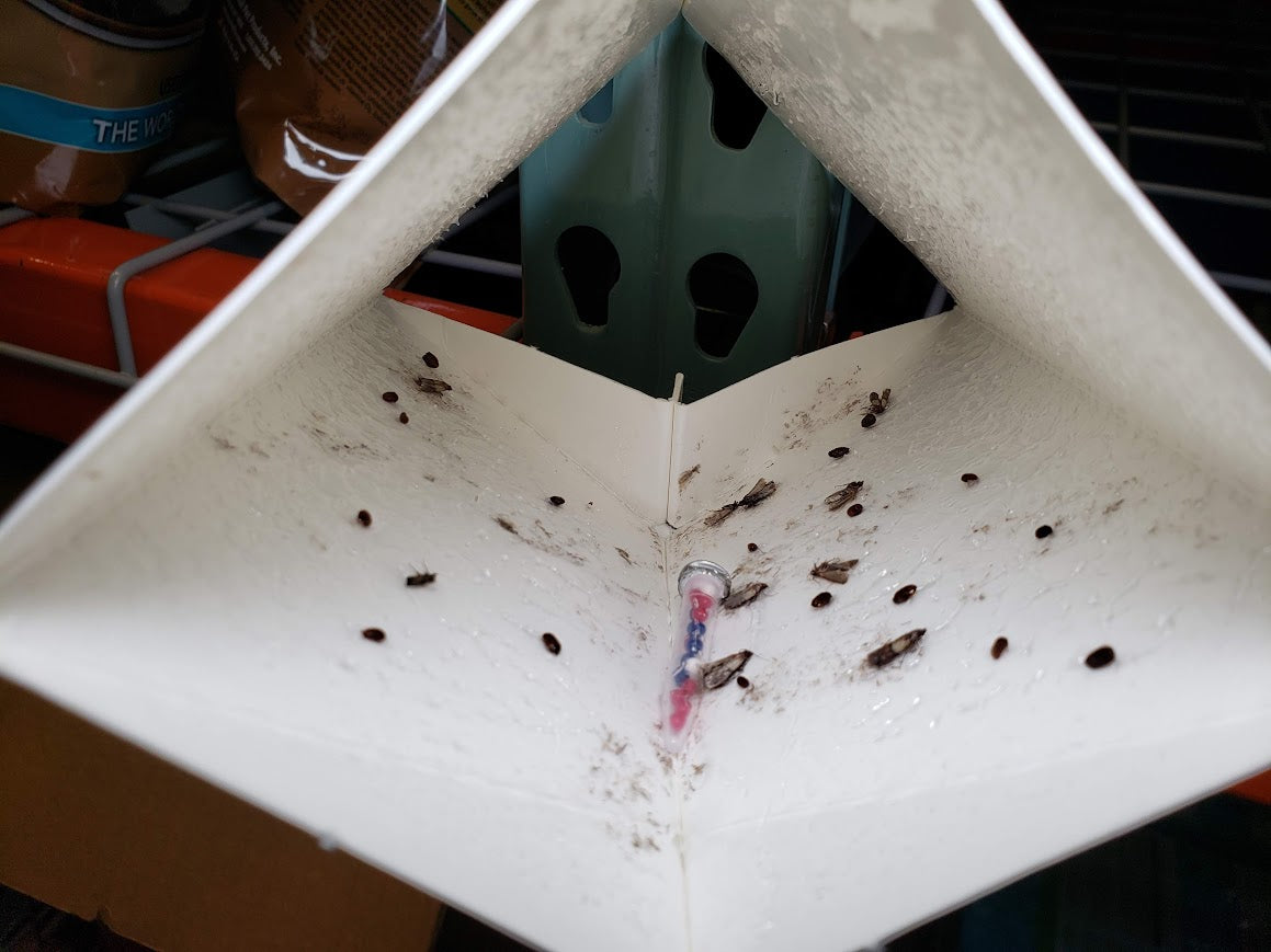 Stored product moths caught on PTL multi-species pheromone trap
