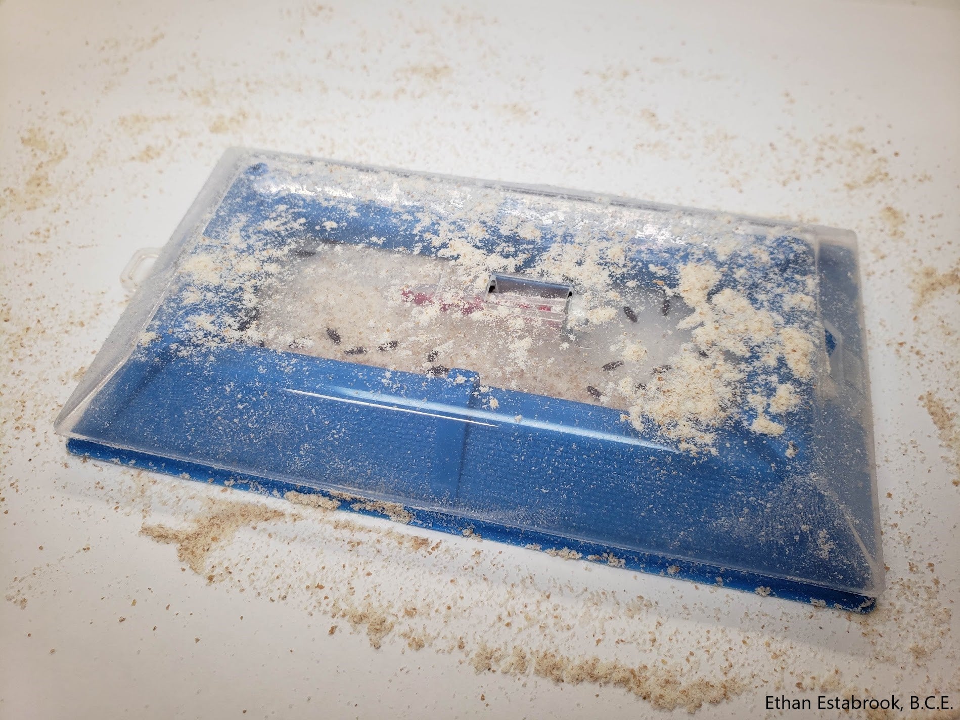 Flour beetles captured in All Beetle trap with crawling beetle lure