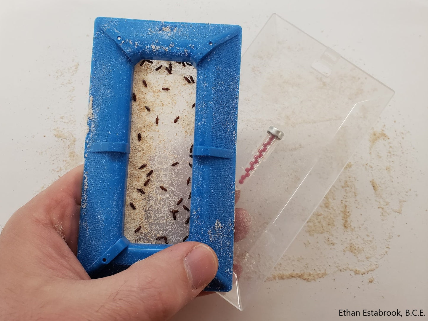Crawling beetle pheromone lure trap with captured beetles