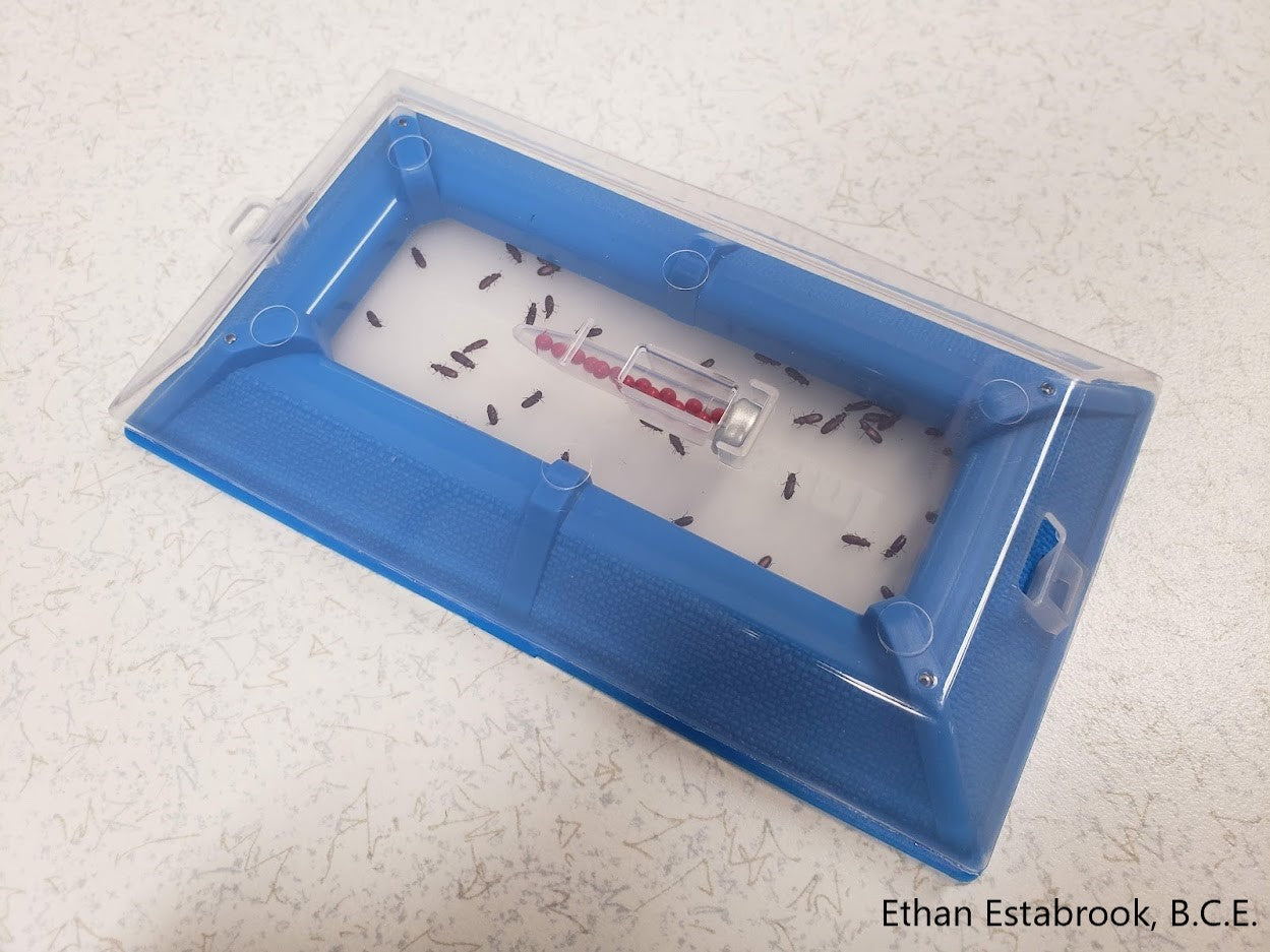 All Beetle trap with captured flour beetles