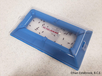 All Beetle trap with captured flour beetles