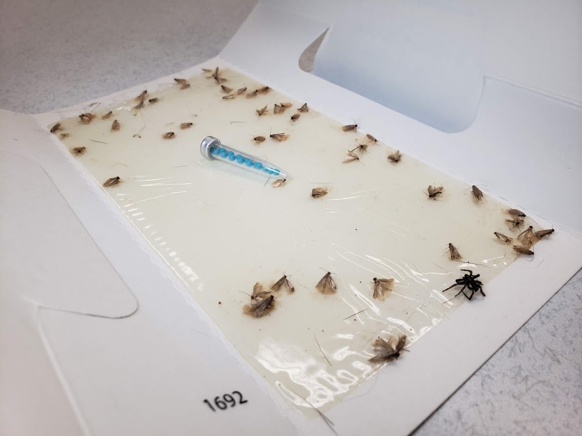 Insects caught on Clothes moth pheromone trap kit with Flat Traps and lures