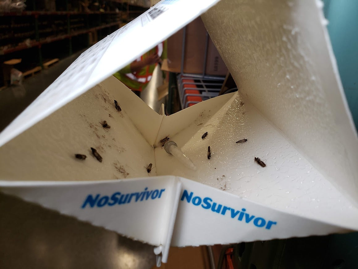 Indian meal moth monitoring trap with multiple moth captures
