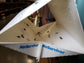 Indian meal moth monitoring trap with multiple moth captures