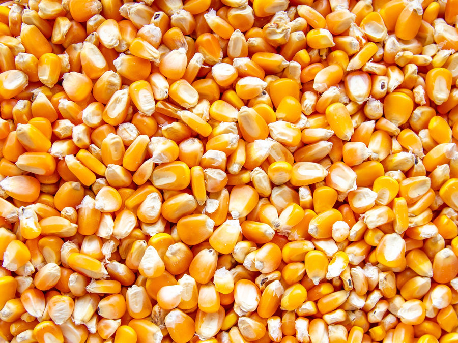 Corn