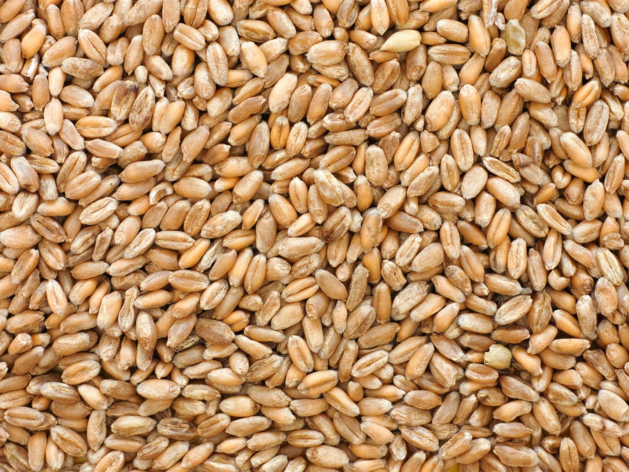 Wheat