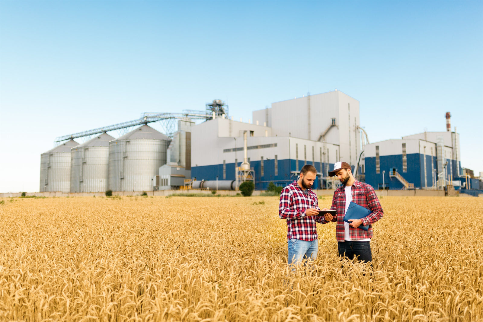 Combine unloading grain into a truck at golden hour