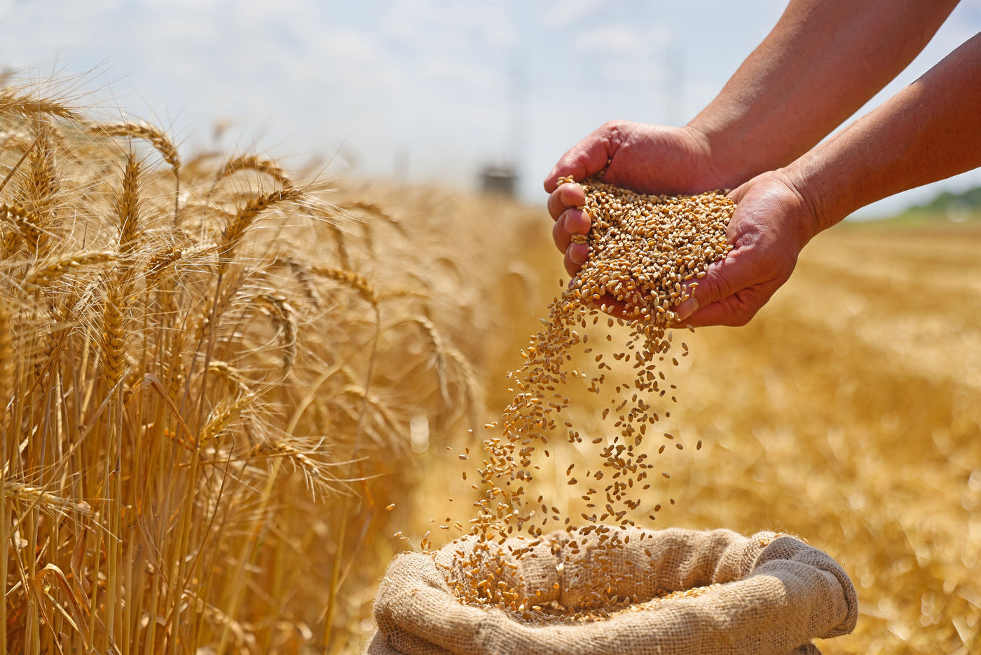 Hands holding freshly harvested wheat