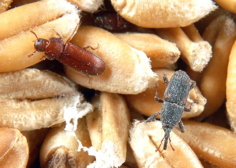 Stored Product Pest ID