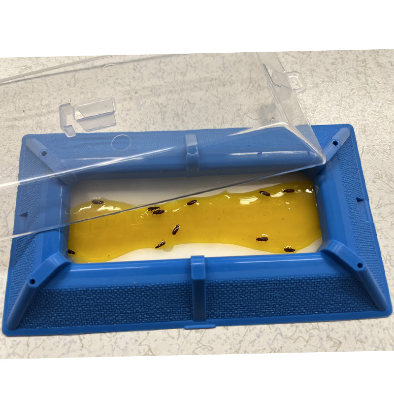 All Beetle Trap Kit W/Gel