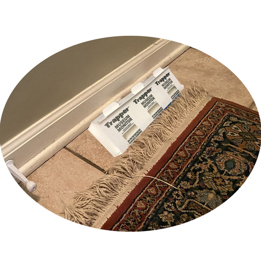 Sticky traps placed on a carpeted floor next to a fringe rug, with the brand 'Trapper' visible on the packaging.